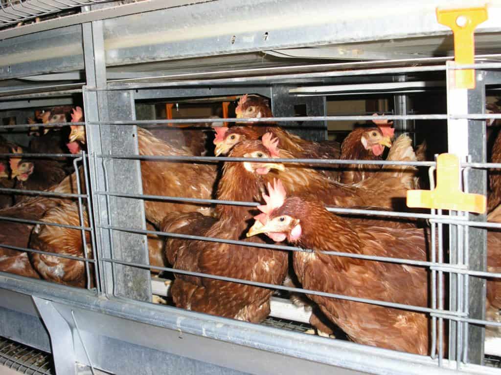 caged chickens