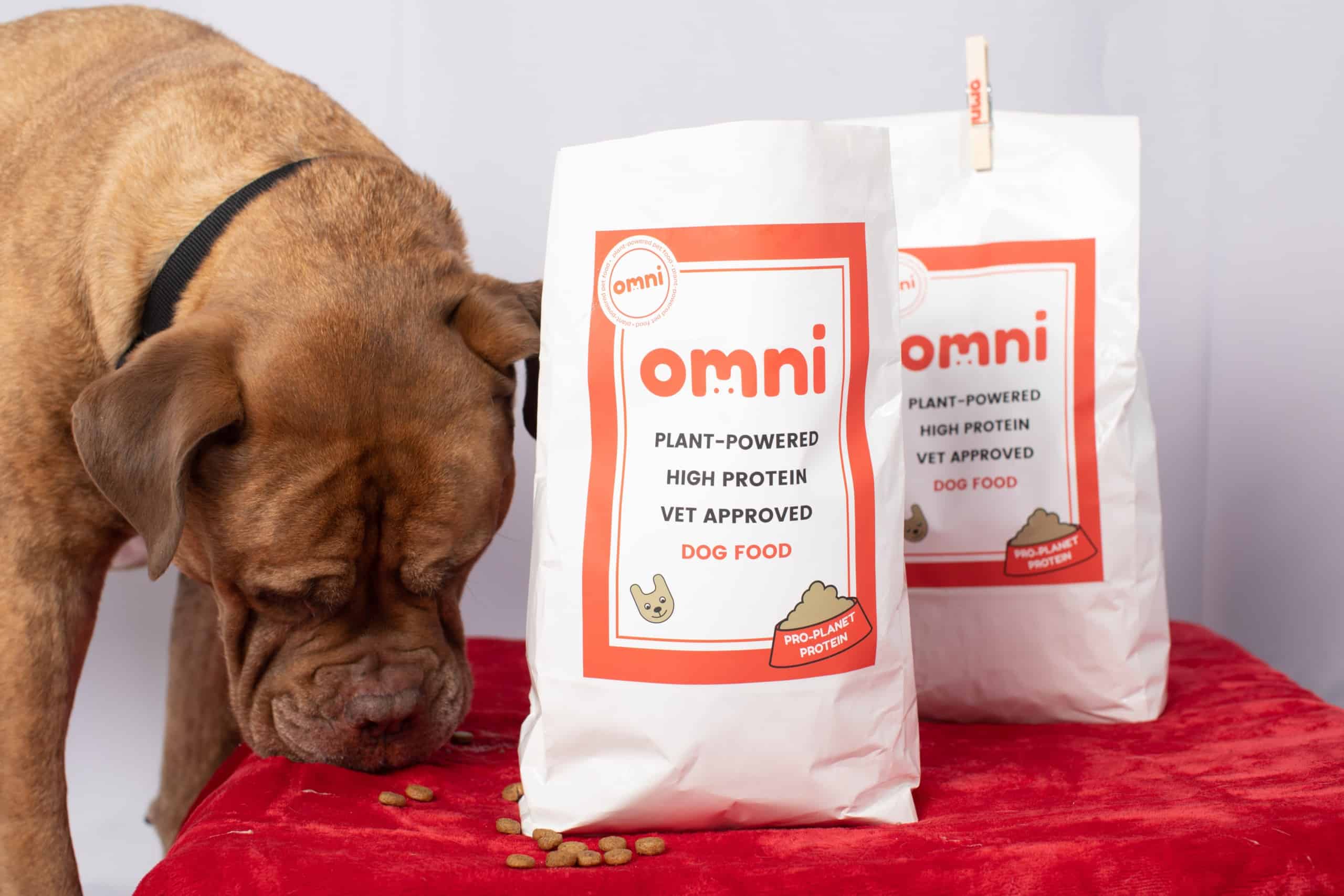 Omni Some of the Longest Living Dogs on Record Were Fed Entirely Plant Based Diets vegconomist the vegan business magazine