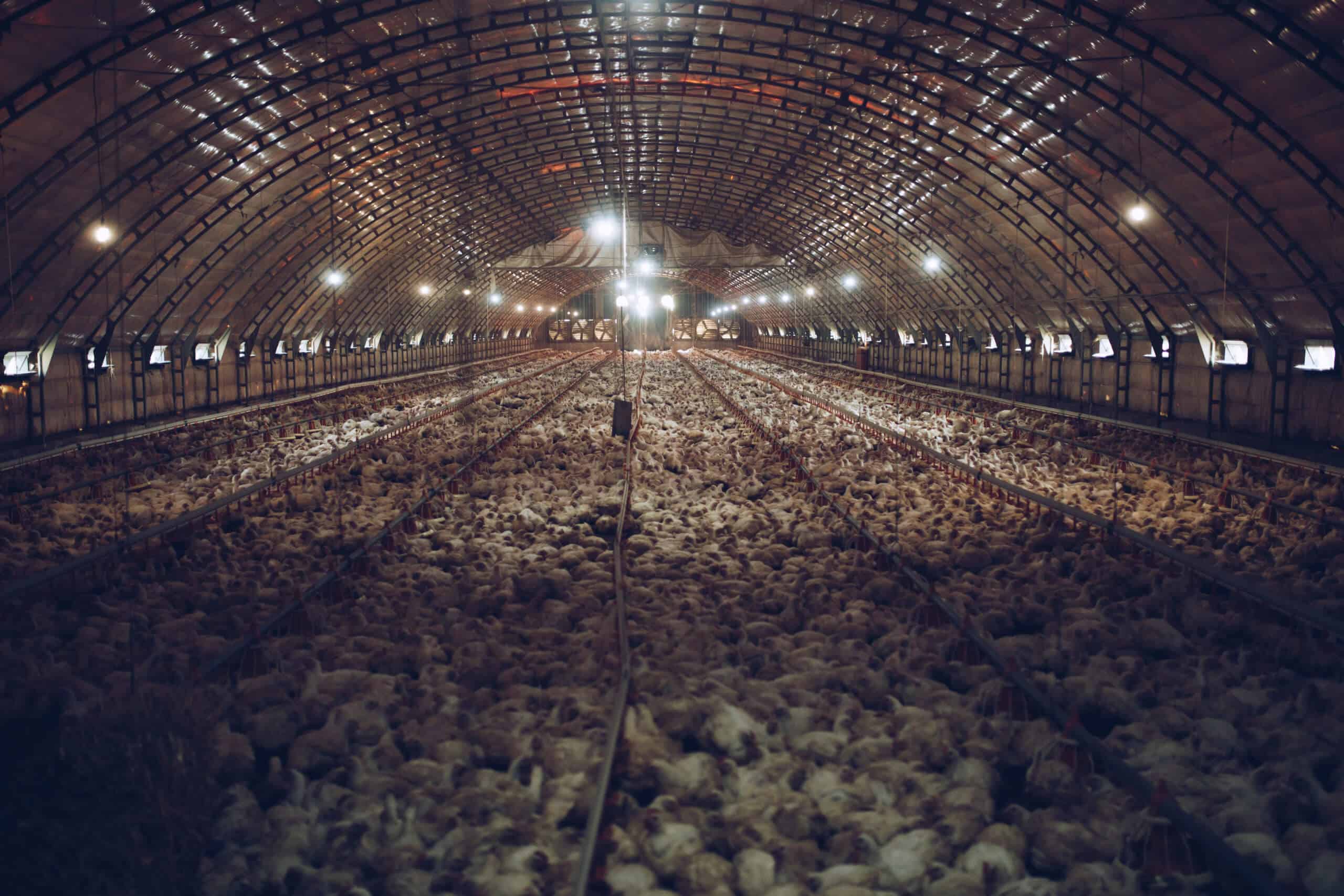 chicken factory farm