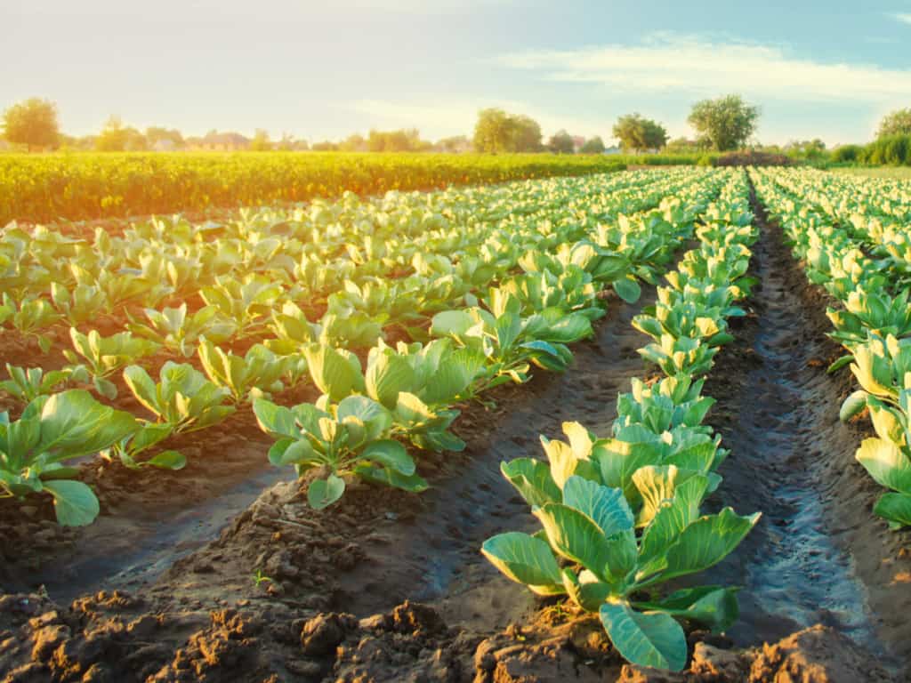 Cabbage Field