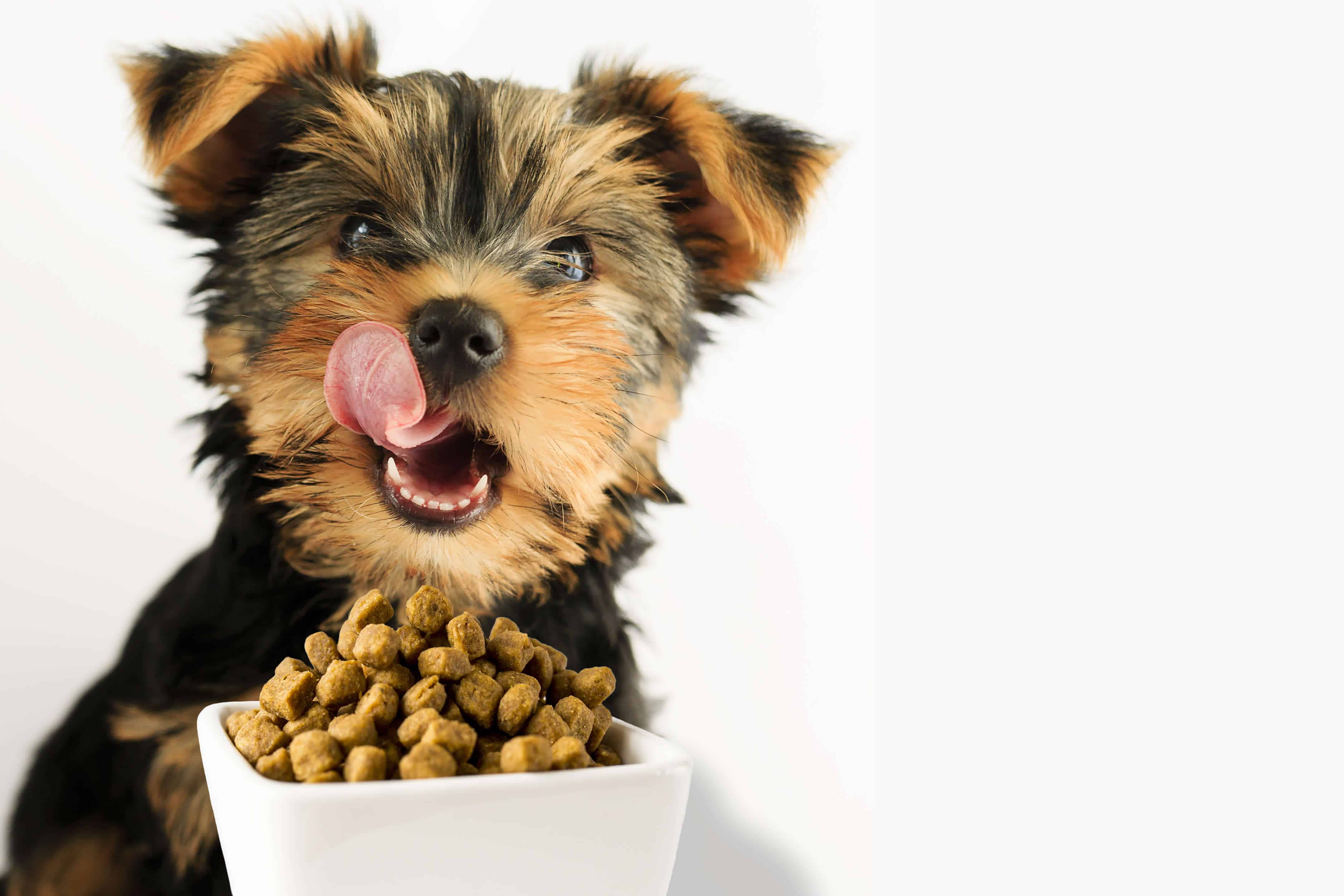 What is a good dog food for yorkies sale