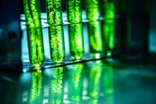 Scientist discover algae that contain vitamin B12