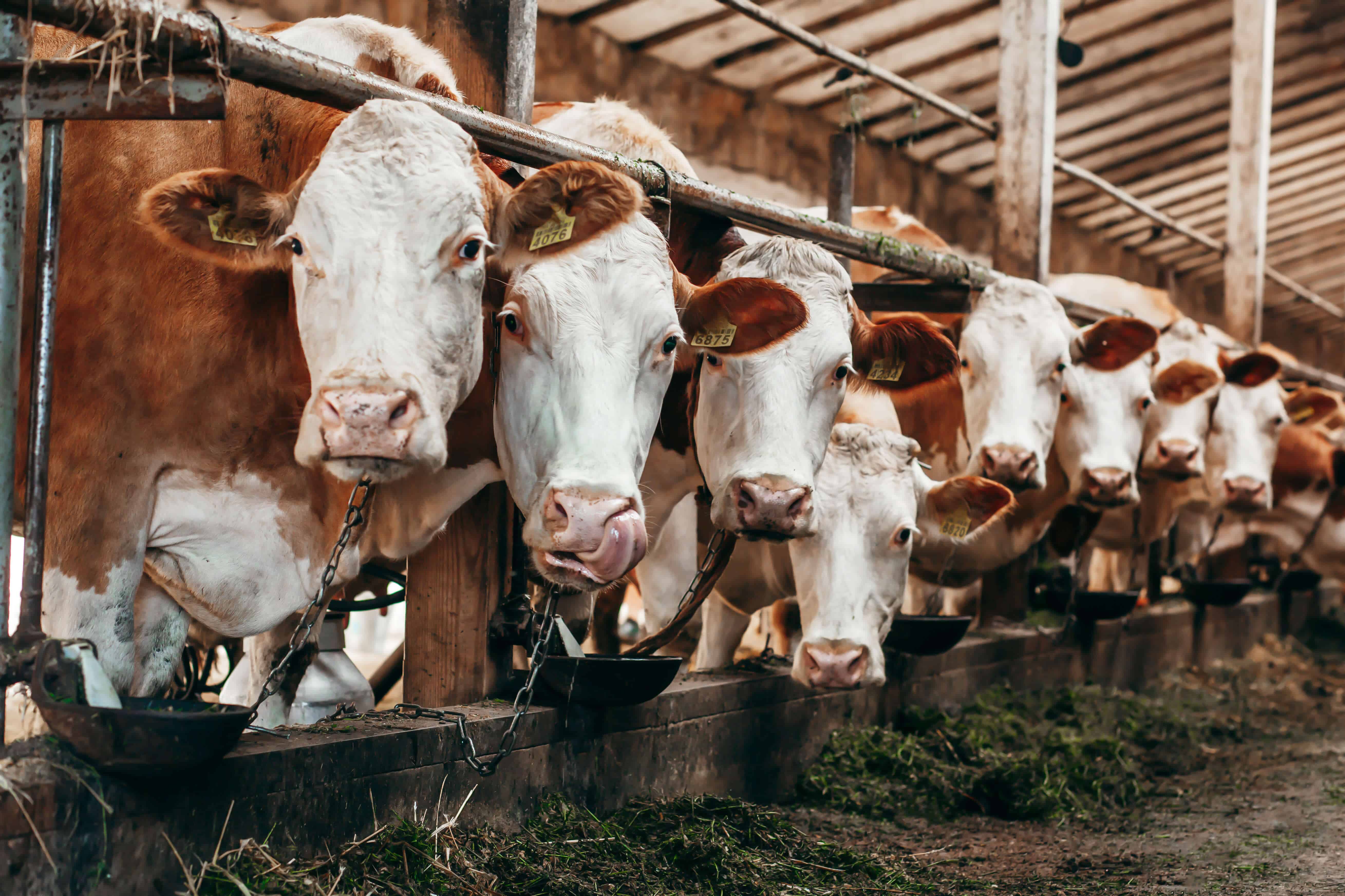 vache agriculture