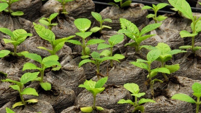 Teak plants growing in greenhouse, Darien plantation, Panamá, Central America