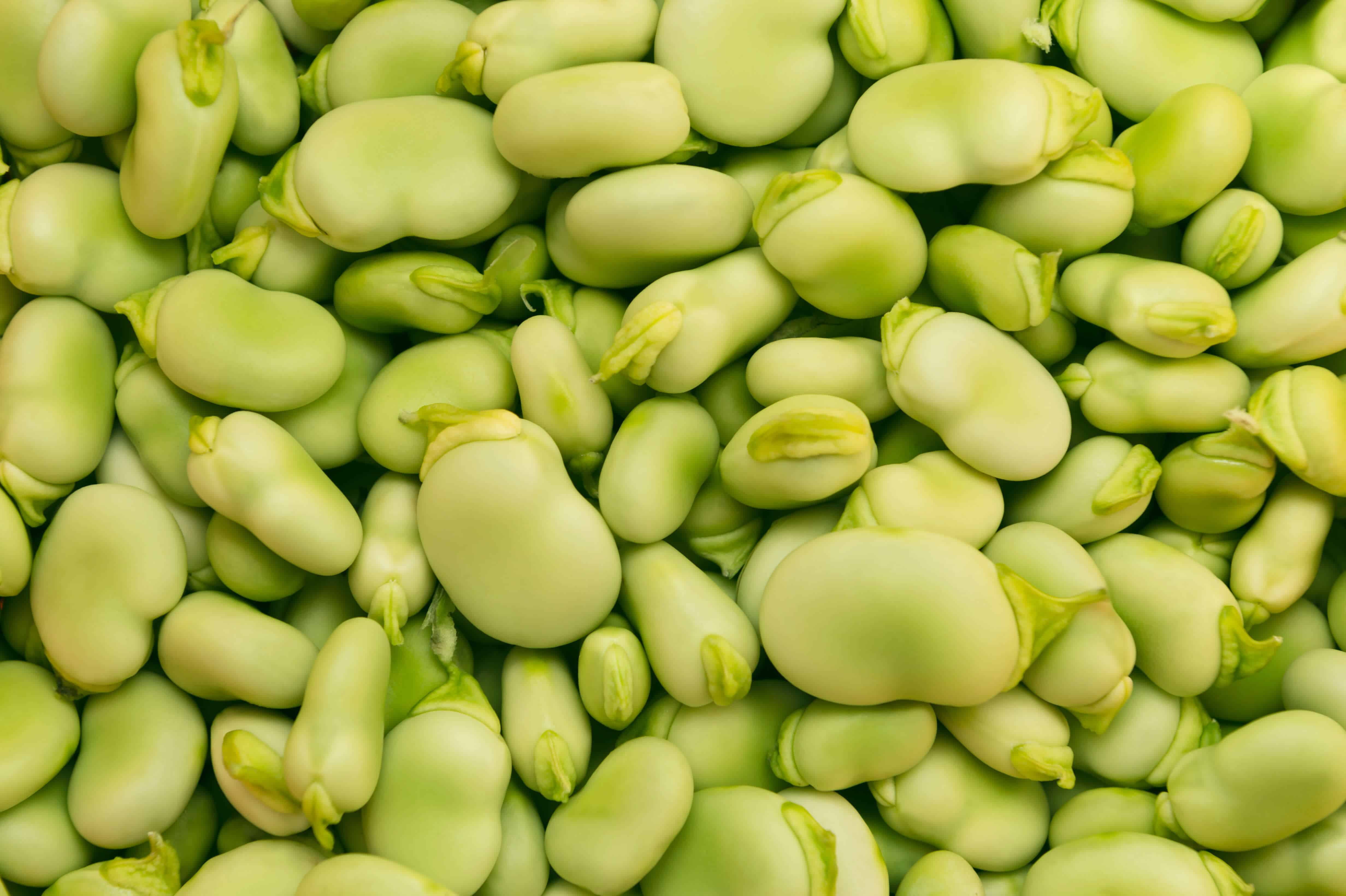 Fava or broad beans