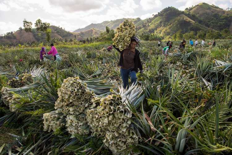 Ananas Anam plantation