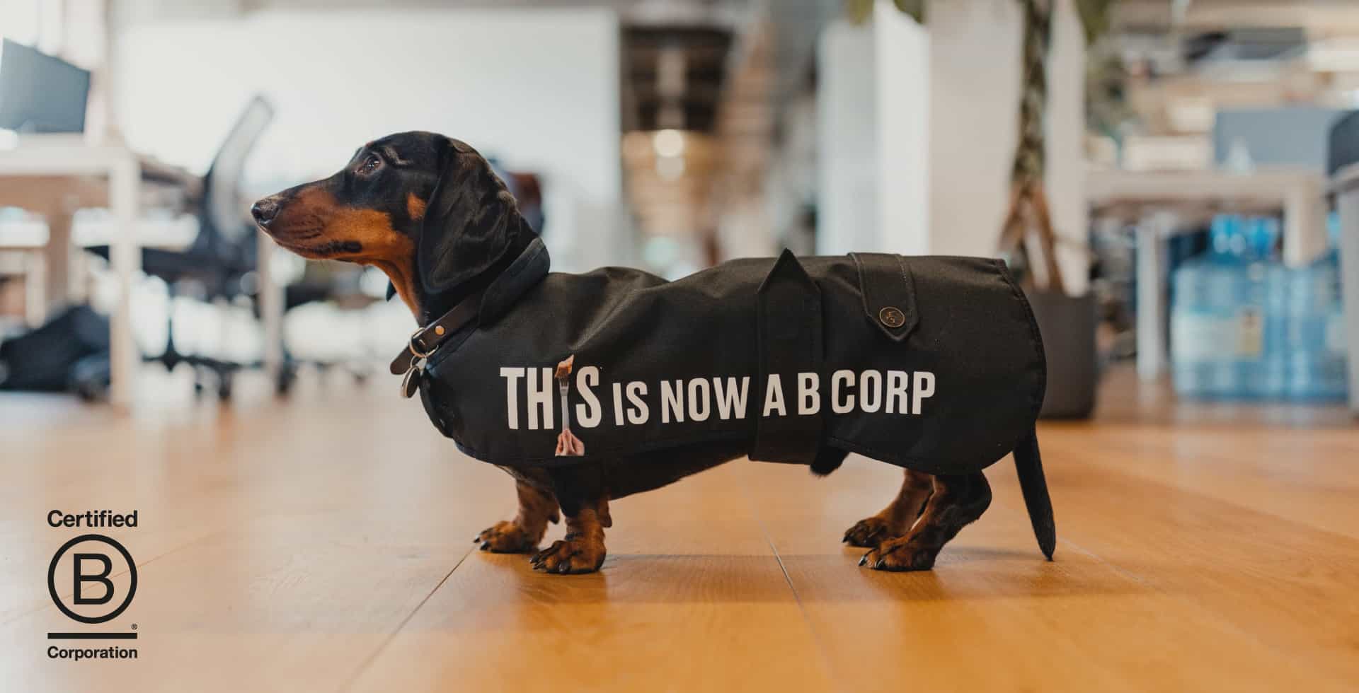 a black dachshund dog wearing a promotional shit of the uk plant based meat brand this