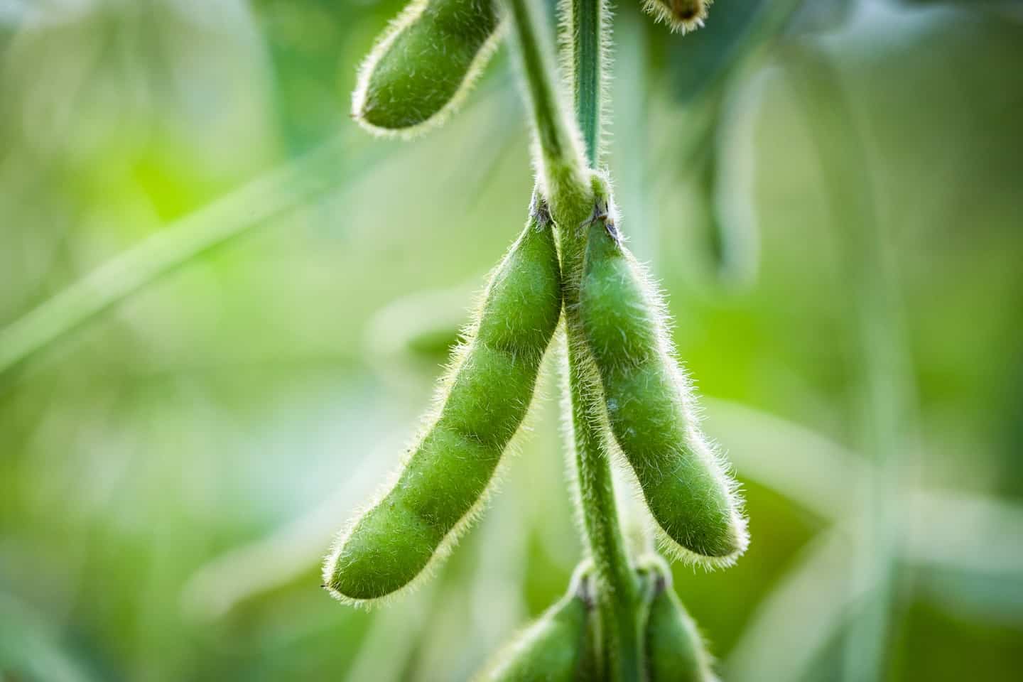 BH_Soybean