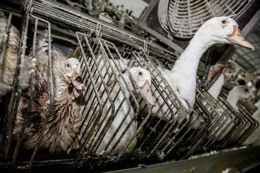 ducks in cages at a foie gras production facility