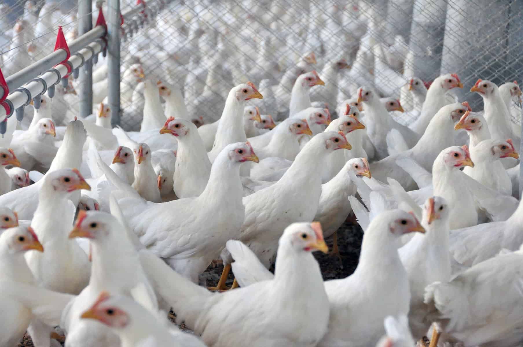 Embrapa's white poultry