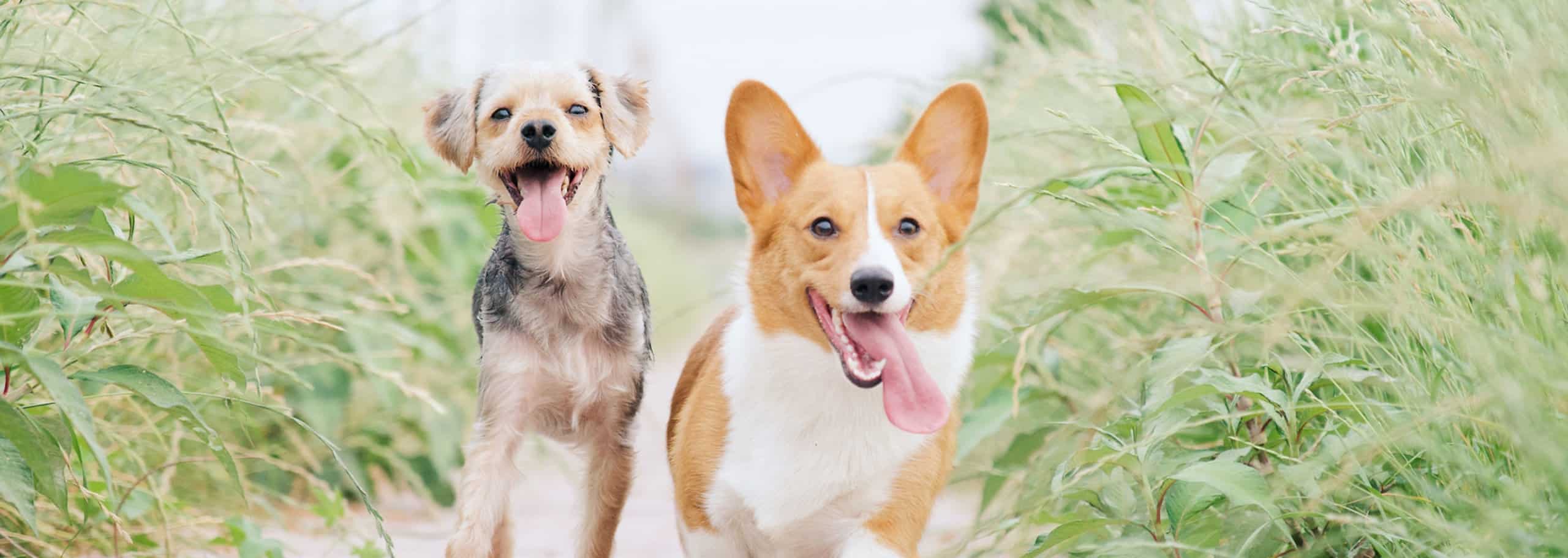 Créditos de imagen: Good Dog Food Good Dog Food raises £3.6 million in seed financing round