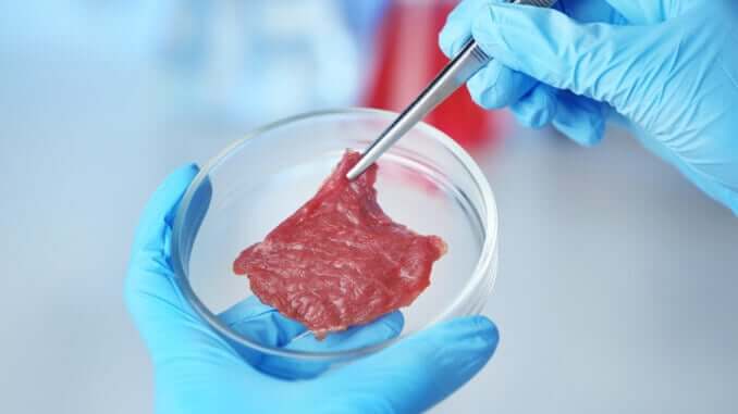 In-Vitro-Fleisch in der Petri-Schale