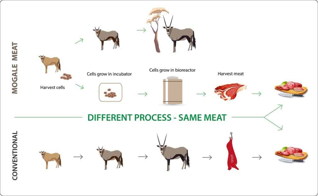 Mogale Meat infographique