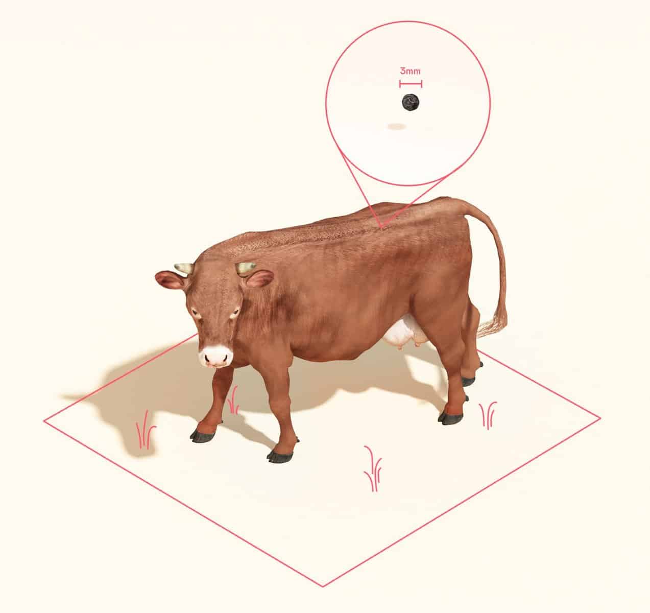 a graphic of a brown cow and a mark on its back that measures the wound inflicted to take a live cells sample