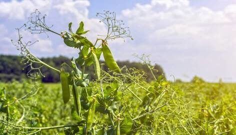 Pea field