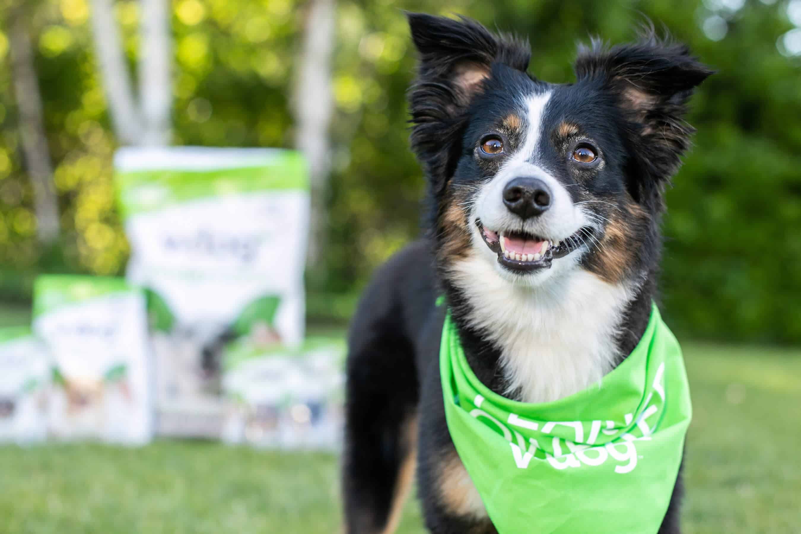 v-dog collie smiles