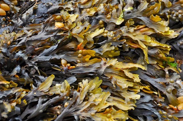 Algae/ Seaweed