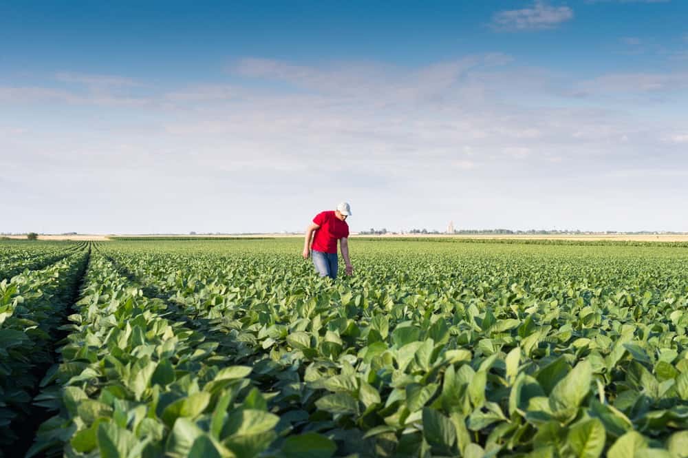 Young farmer in soybean fields