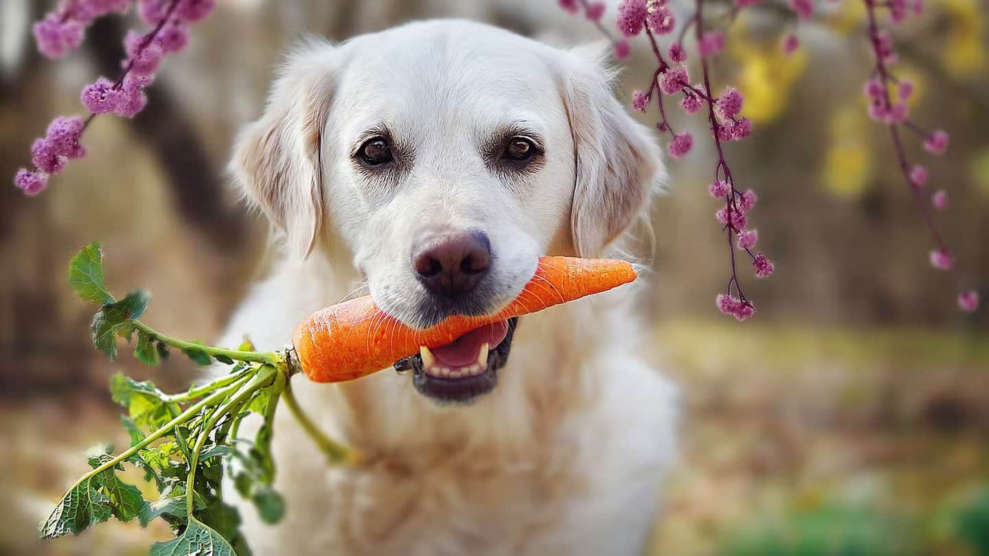 Clif Pet Dog Eating Carrot/ Veggies