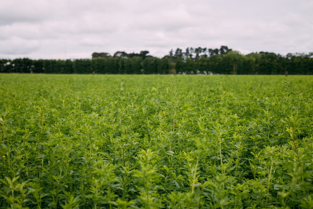 leaf-derived protein