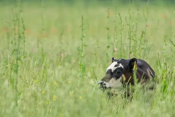 40% of UK's arable land devoted to livestock feed